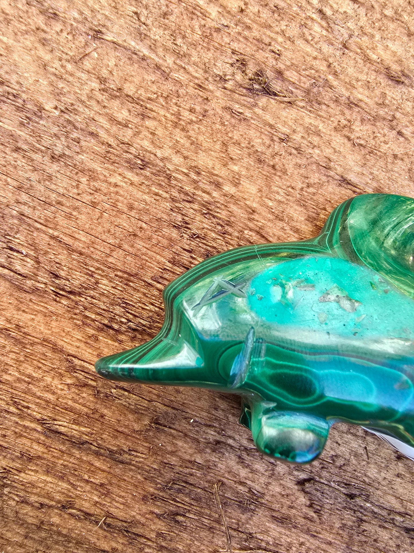 Malachite Dolphin