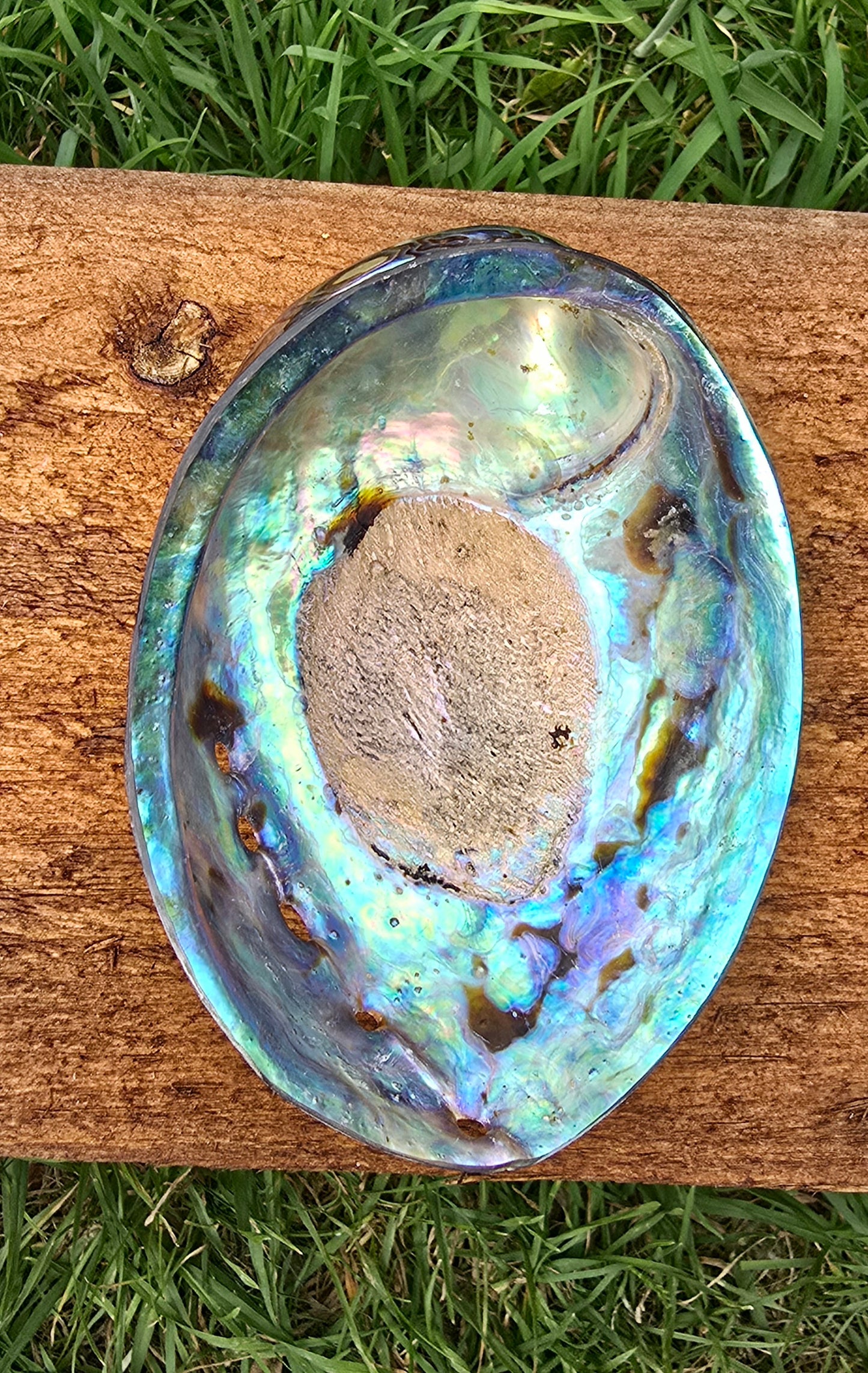 Abalone Shell