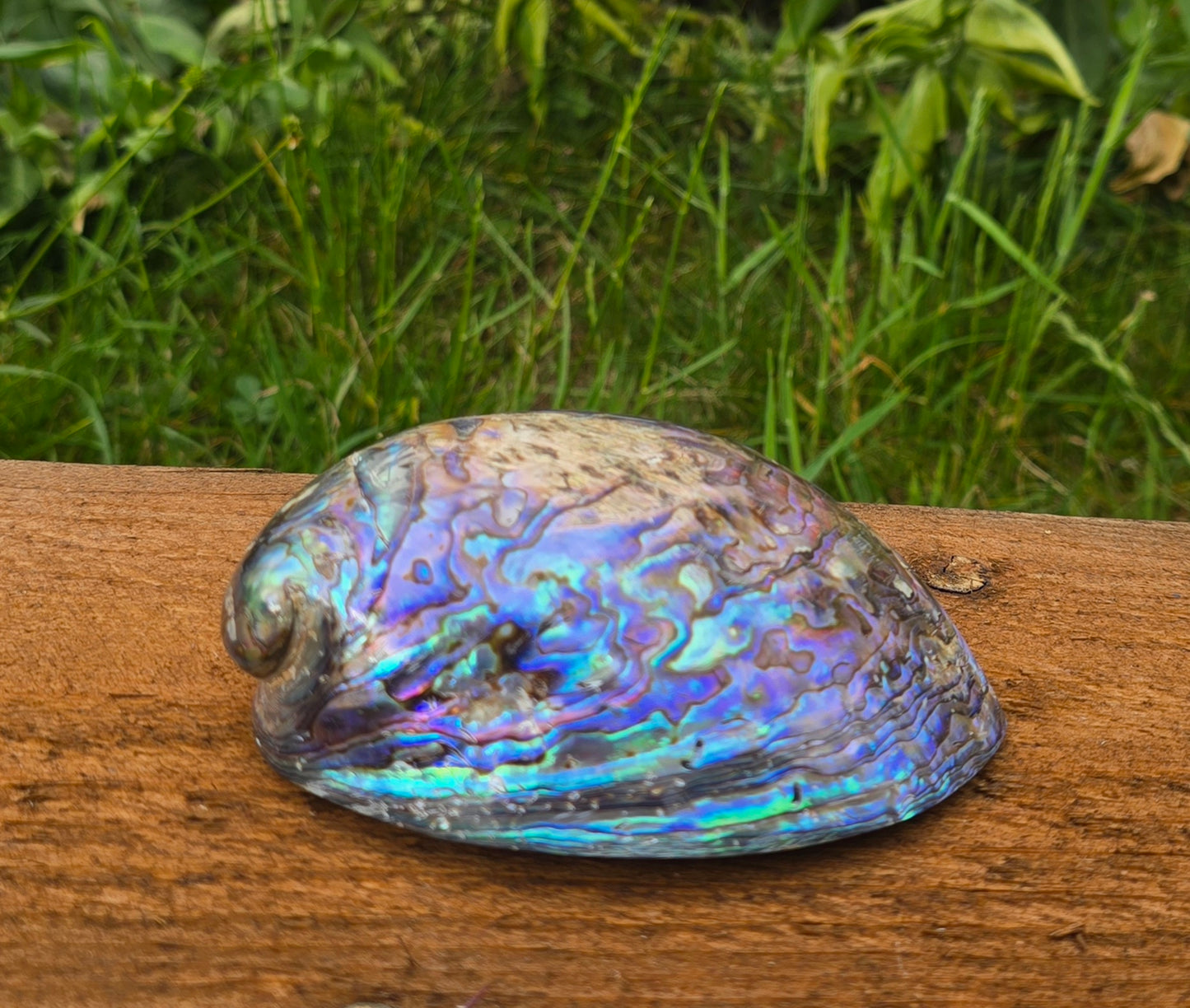 Abalone Shell