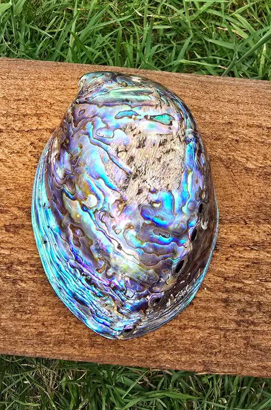 Abalone Shell