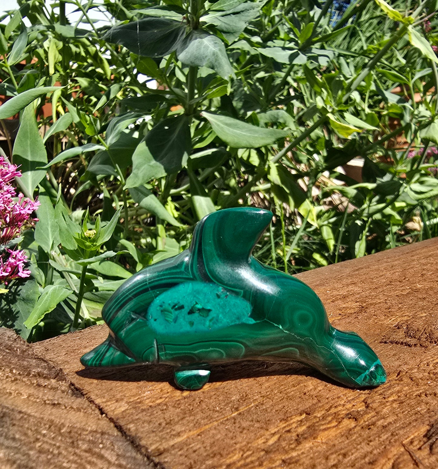 Malachite Dolphin