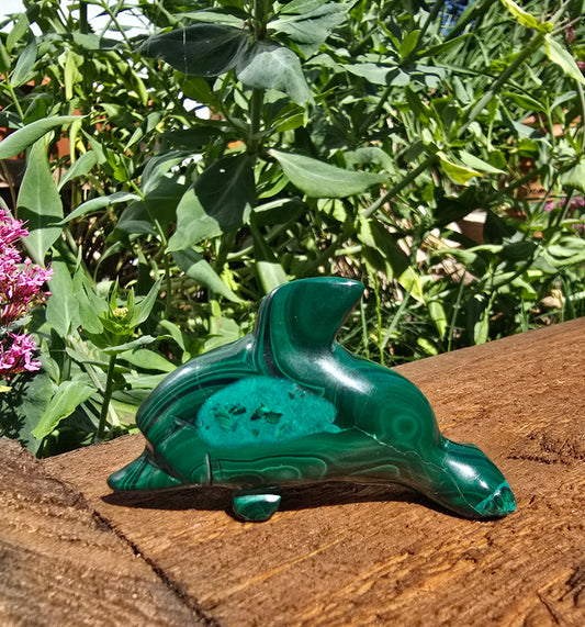 Malachite Dolphin